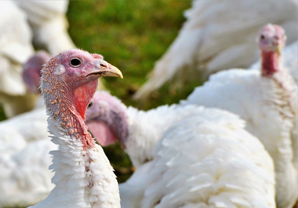 Halal Turkeys in Georgia, South Caucasus