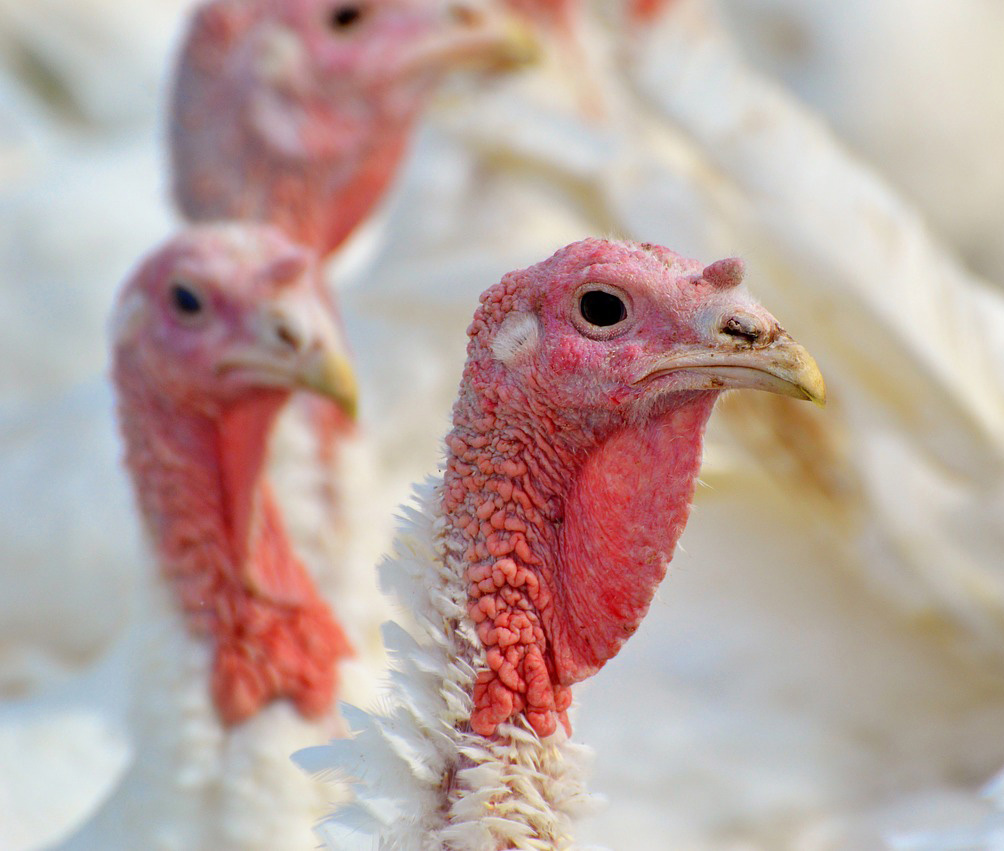 Hybrid Converter Turkeys in Georgia, Cuacasus