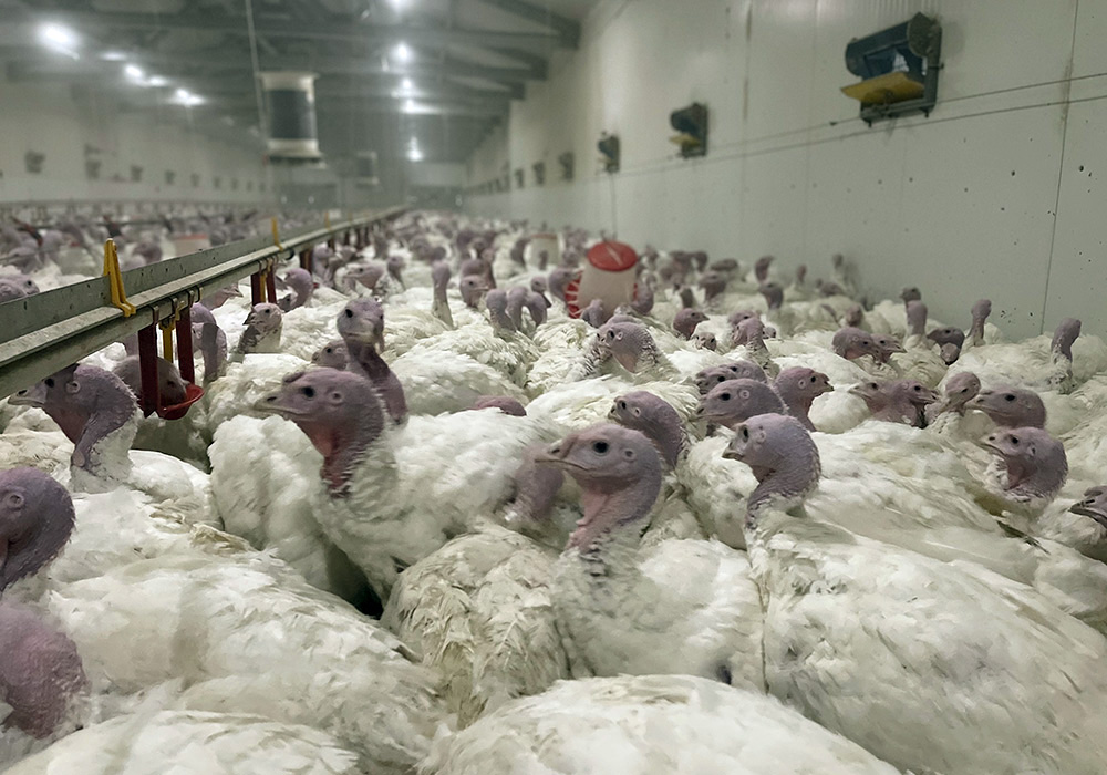 turkey meat farm in Georgia