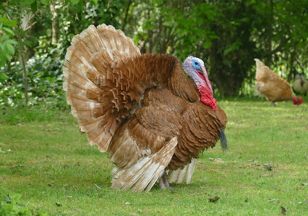 Turkey Farming