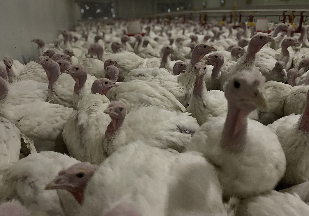 turkey meat farm in Georgia